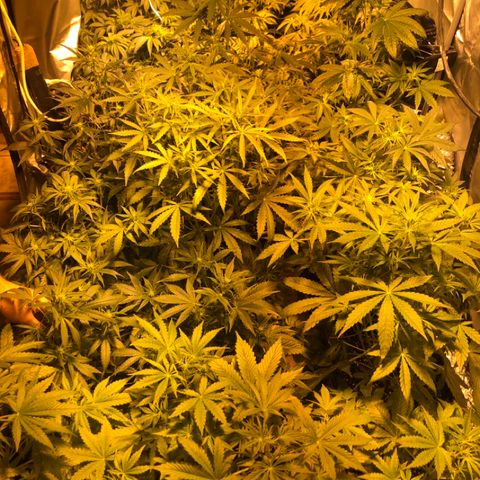 Adolf #1 growlog timeline photo