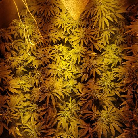 Adolf #1 growlog timeline photo