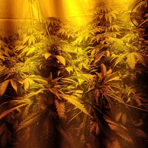 Adolf #1 growlog timeline photo