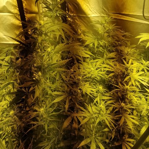 Adolf #1 growlog timeline photo