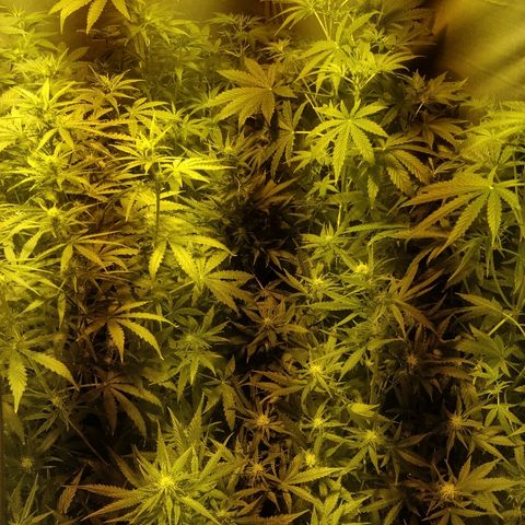 Adolf #1 growlog timeline photo