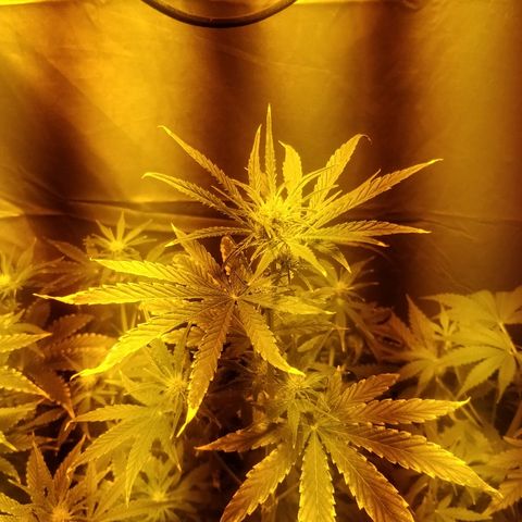 Adolf #1 growlog photo: Bruciature