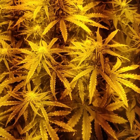 Adolf #1 growlog photo: Bruciature