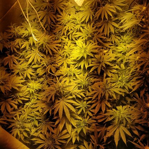 Adolf #1 growlog timeline photo