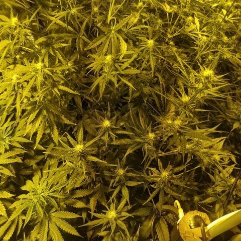 Adolf #1 growlog timeline photo