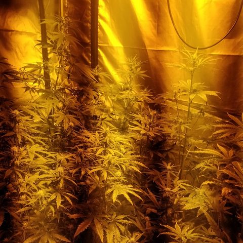 Adolf #1 growlog timeline photo