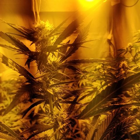 Adolf #1 growlog timeline photo