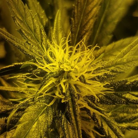 Adolf #1 growlog timeline photo