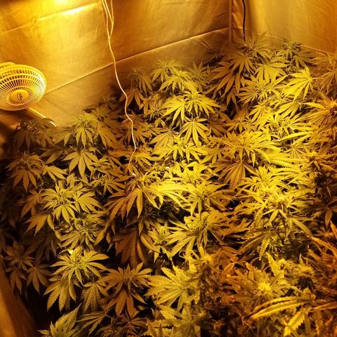 Adolf #1 growlog timeline photo