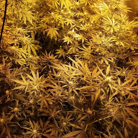 Adolf #1 growlog timeline photo