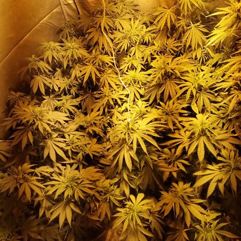 Adolf #1 growlog timeline photo