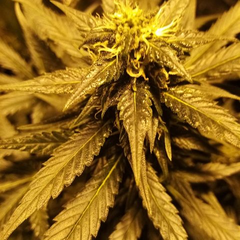 Adolf #1 growlog timeline photo