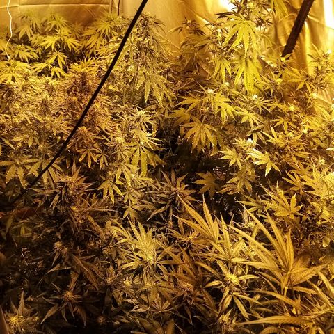 Adolf #1 growlog timeline photo