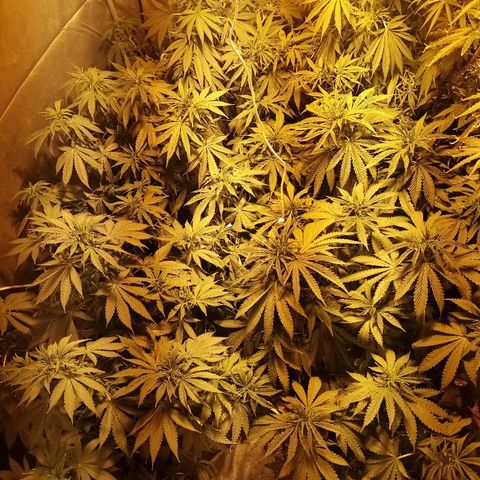 Adolf #1 growlog timeline photo