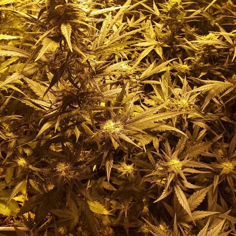 Adolf #1 growlog timeline photo