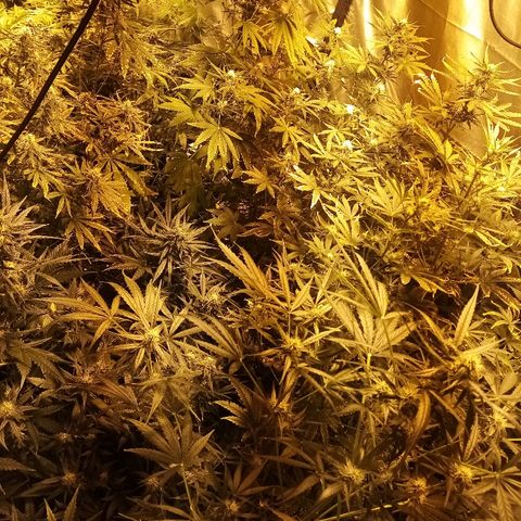 Adolf #1 growlog timeline photo