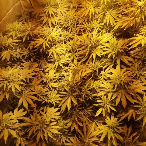 Adolf #1 growlog timeline photo