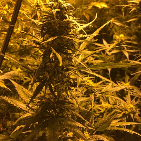 Adolf #1 growlog timeline photo