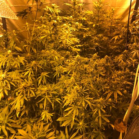 Adolf #1 growlog timeline photo