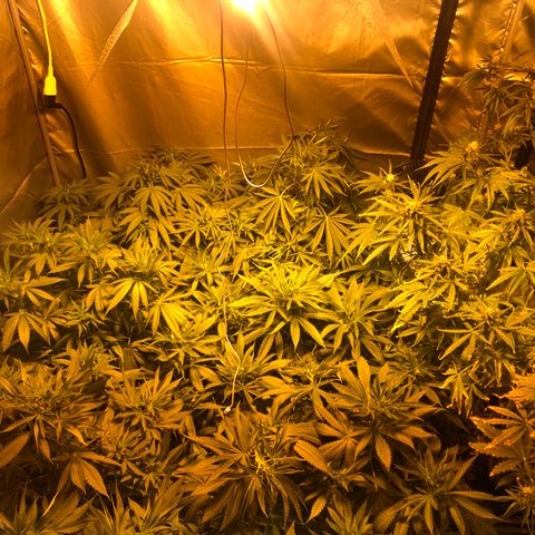 Adolf #1 growlog timeline photo