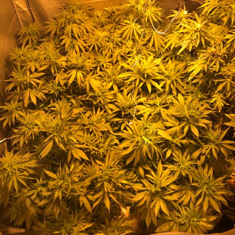 Adolf #1 growlog timeline photo