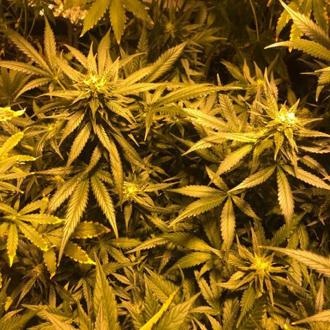 Adolf #1 growlog timeline photo