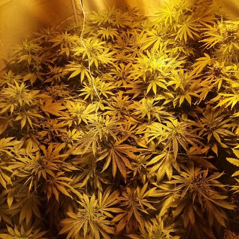 Adolf #1 growlog timeline photo