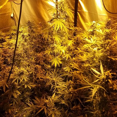 Adolf #1 growlog timeline photo