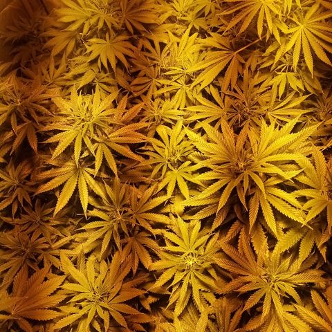 Adolf #1 growlog timeline photo