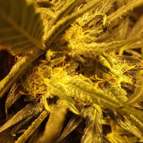 Adolf #1 growlog timeline photo