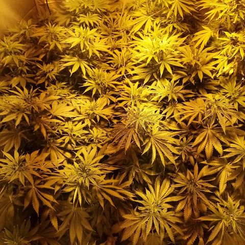 Adolf #1 growlog timeline photo