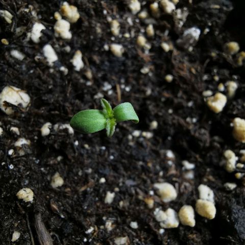 #1 growlog timeline photo