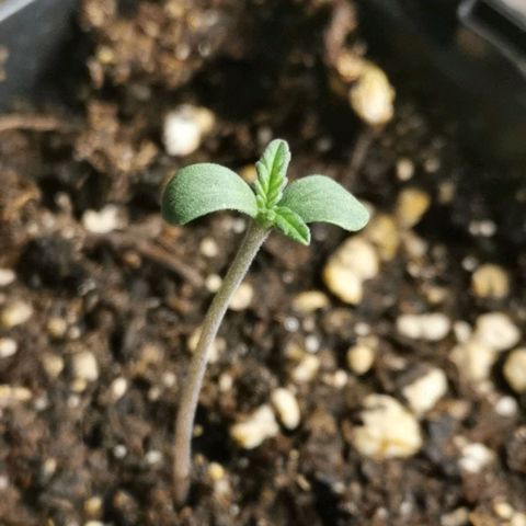 #1 growlog timeline photo