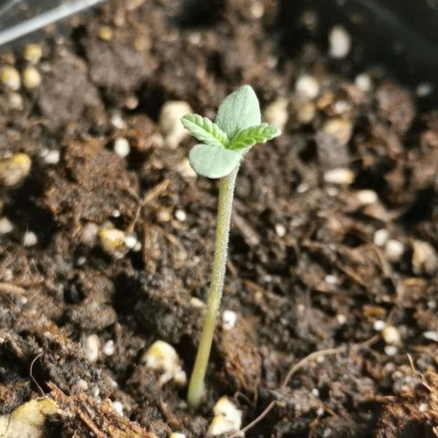 #2 growlog timeline photo