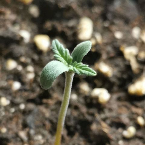 #5 growlog timeline photo