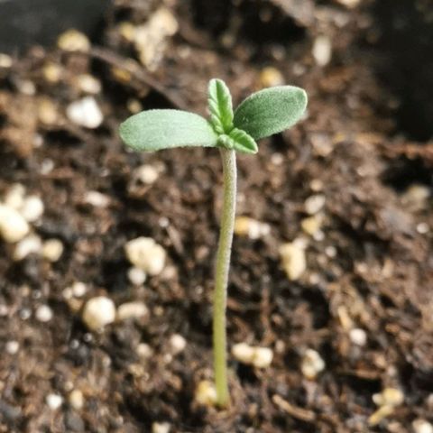 #3 growlog timeline photo