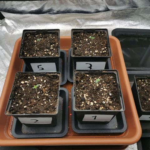 #3 growlog photo: Position