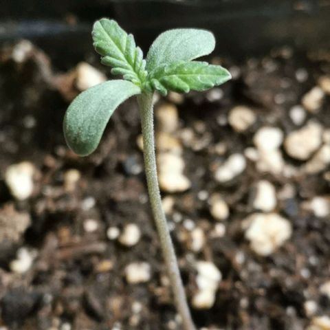 #1 growlog timeline photo