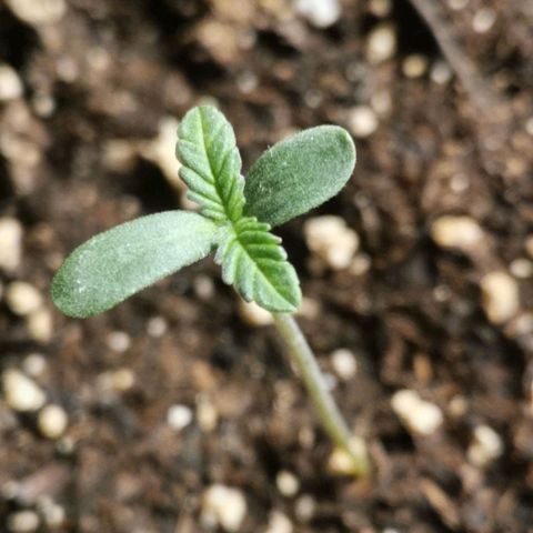 #3 growlog timeline photo