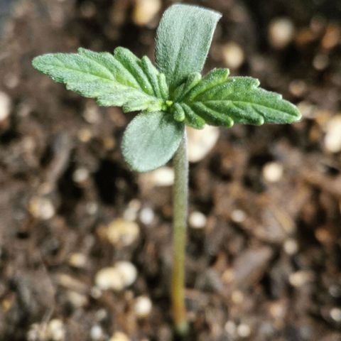 #5 growlog timeline photo
