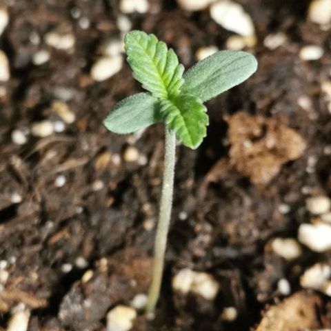#2 growlog timeline photo