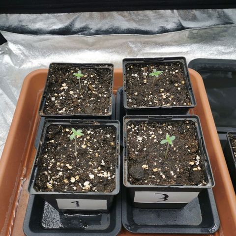 #3 growlog photo: Position