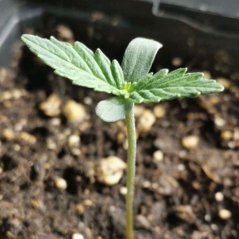 #5 growlog timeline photo