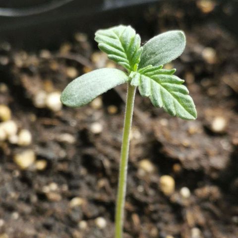 #3 growlog timeline photo