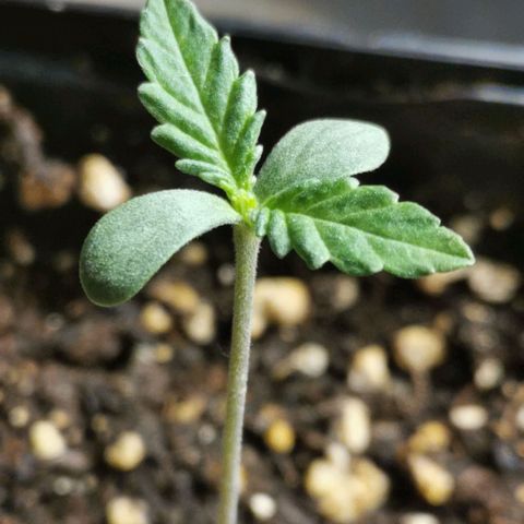 #1 growlog timeline photo