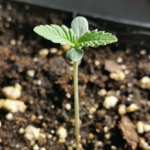 #2 growlog timeline photo