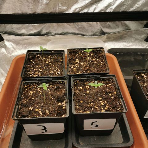 #3 growlog photo: Position 
