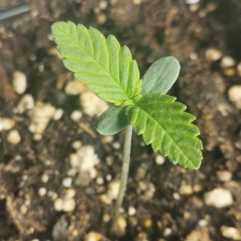 #2 growlog timeline photo
