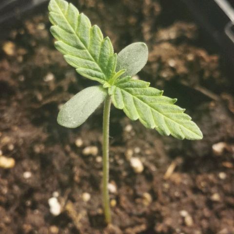 #3 growlog timeline photo