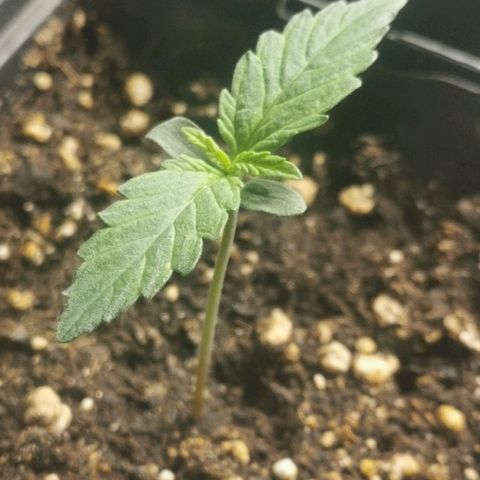 #5 growlog timeline photo